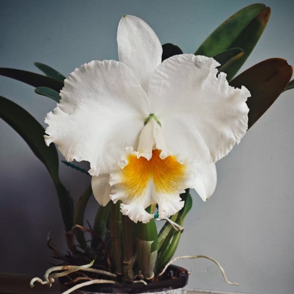white orchids​-37-​​Cattleya aclandiae