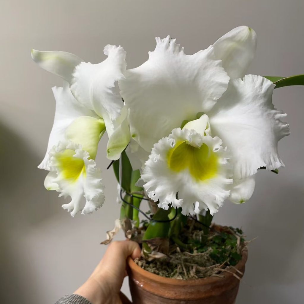 white orchids​-38-​​Cattleya aclandiae