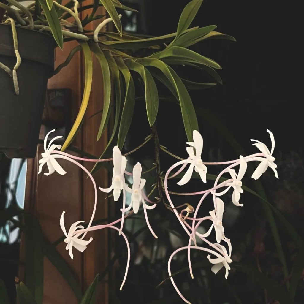 white orchids​-39-Neofinetia falcata