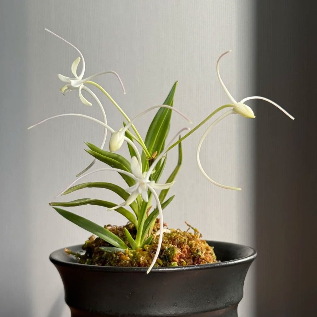white orchids​-40-Neofinetia falcata