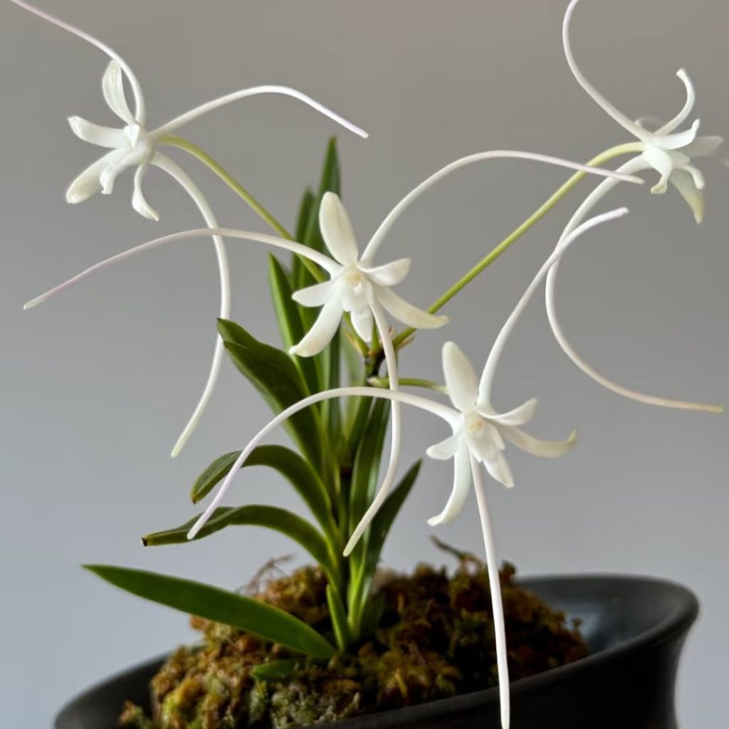 white orchids​-41-Neofinetia falcata