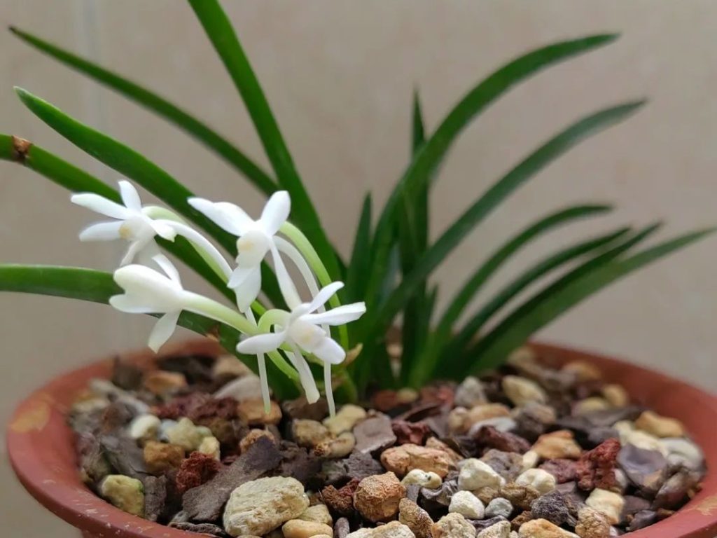 white orchids​-42-Neofinetia falcata