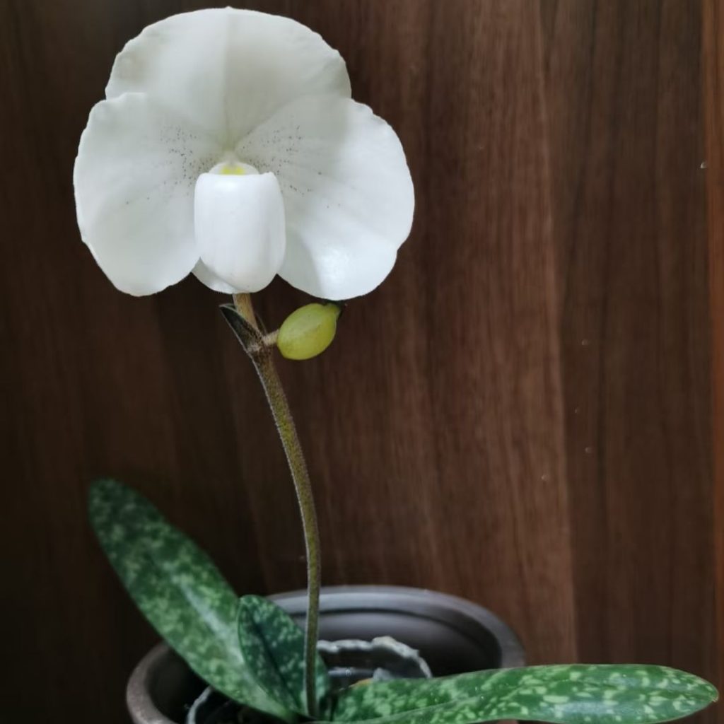 white orchids​-43-​Paphiopedilum niveum