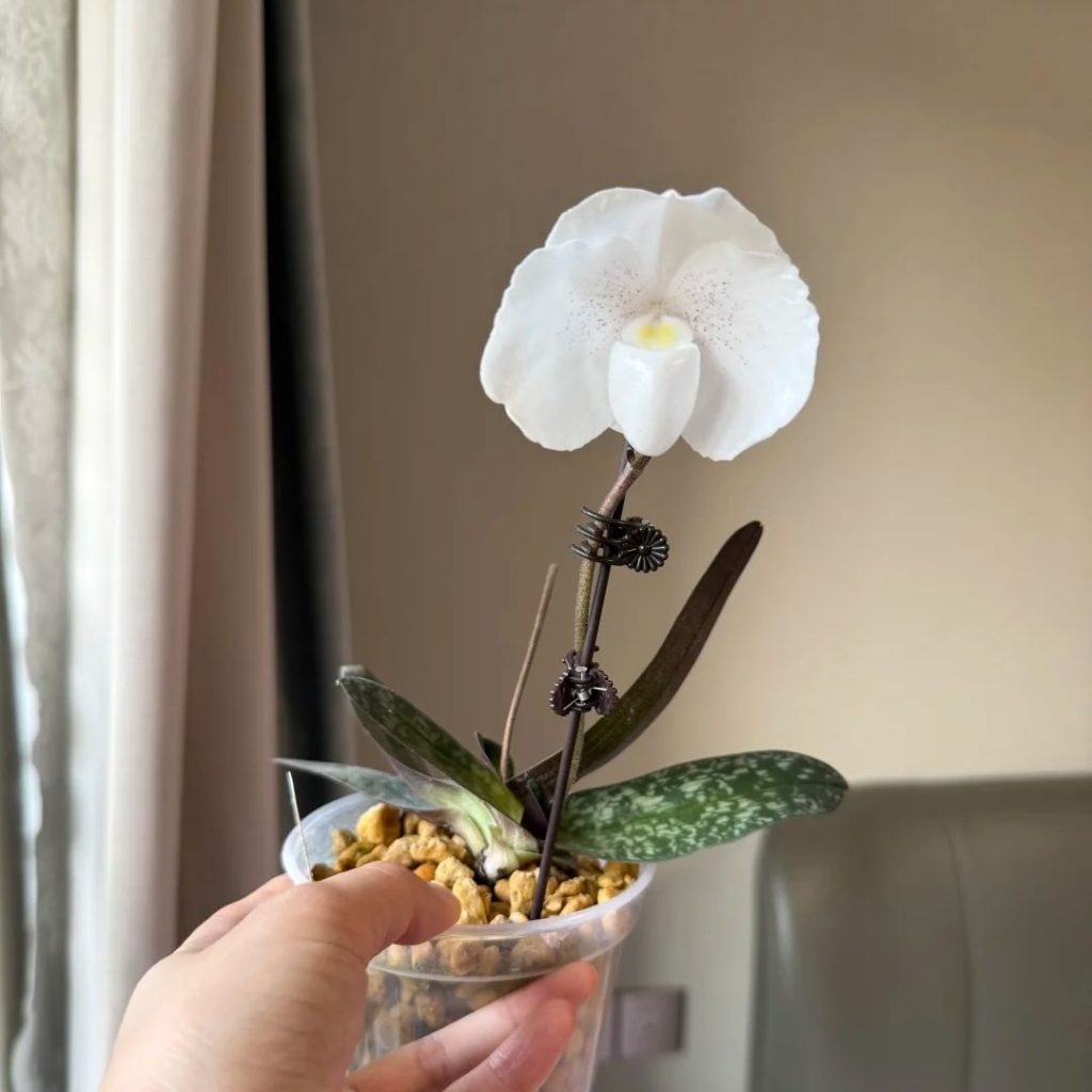 white orchids​-44-​Paphiopedilum niveum