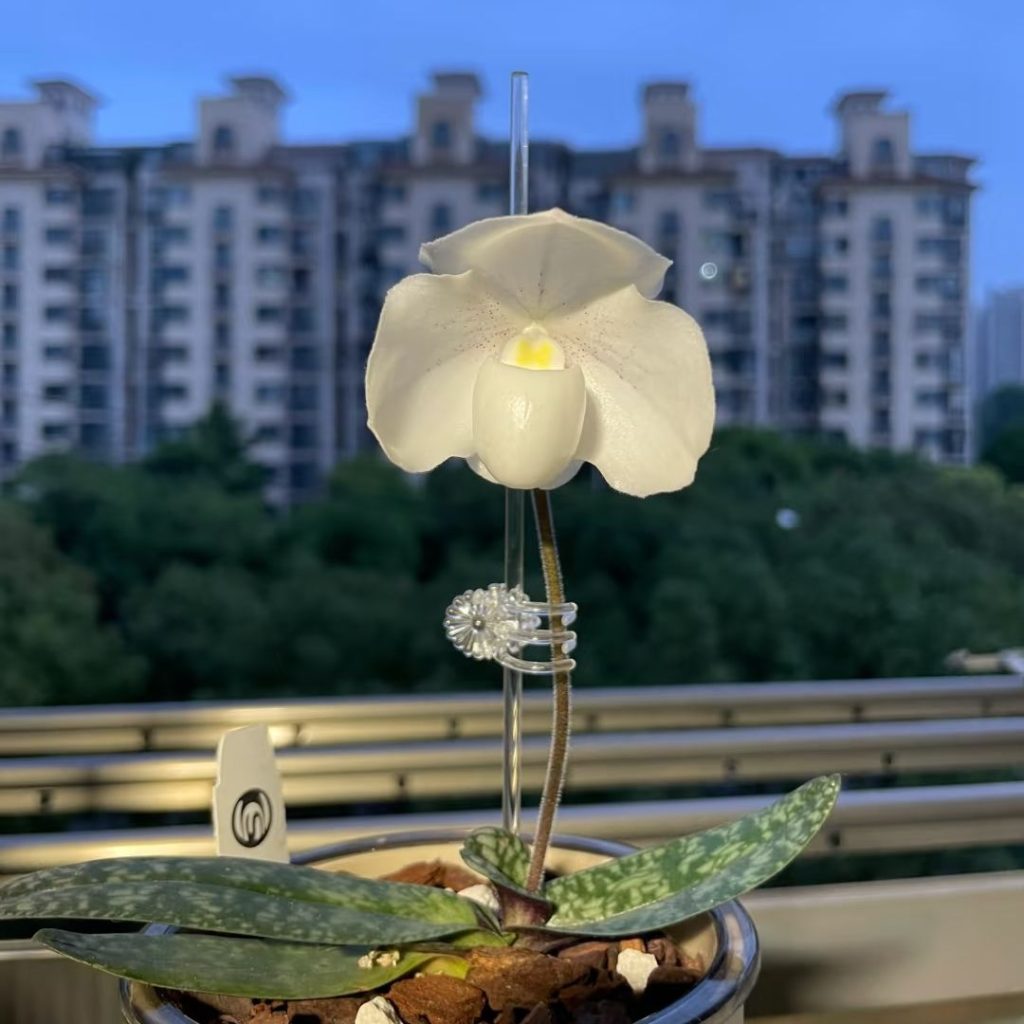 white orchids​-45-​Paphiopedilum niveum