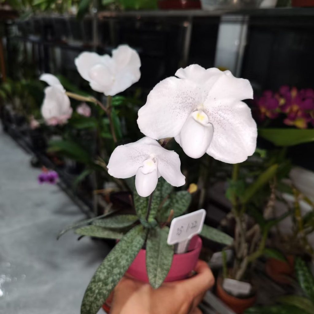 white orchids​-46-​Paphiopedilum niveum