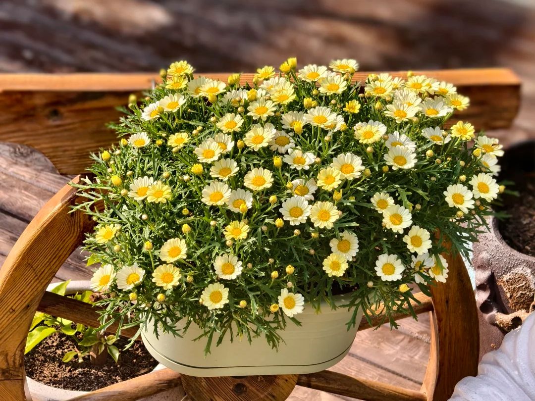 yellow daisies​-5