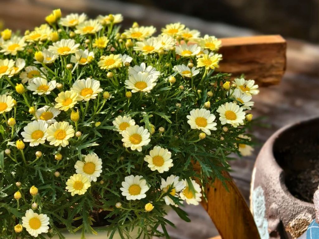 yellow daisies​-6