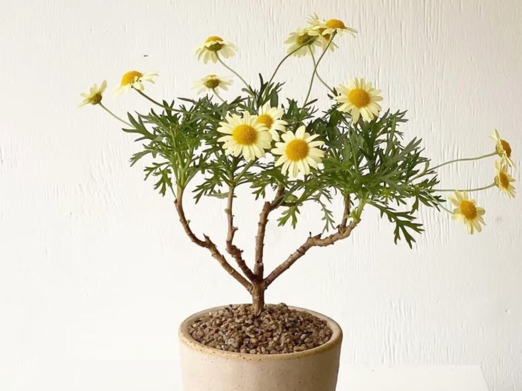 yellow daisy​-1