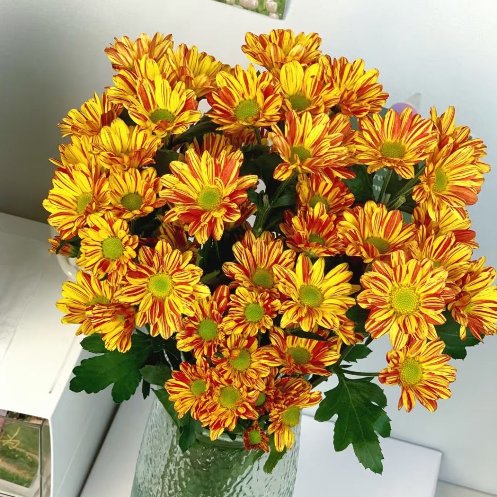 yellow daisy​-17