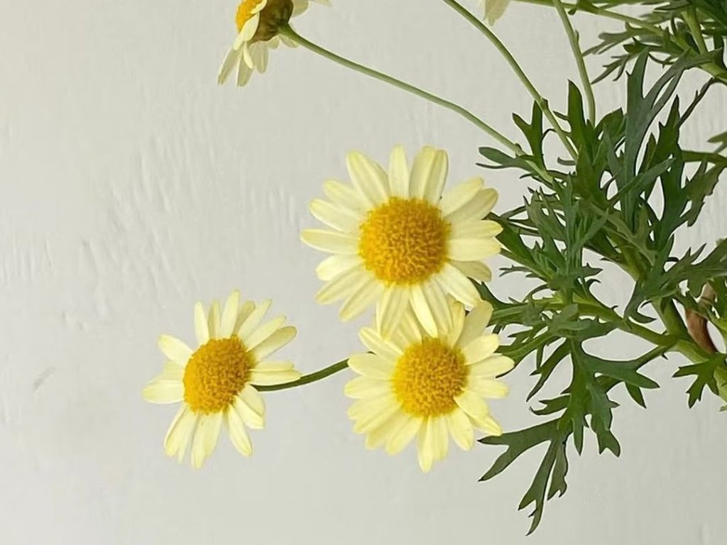 yellow daisy​-2