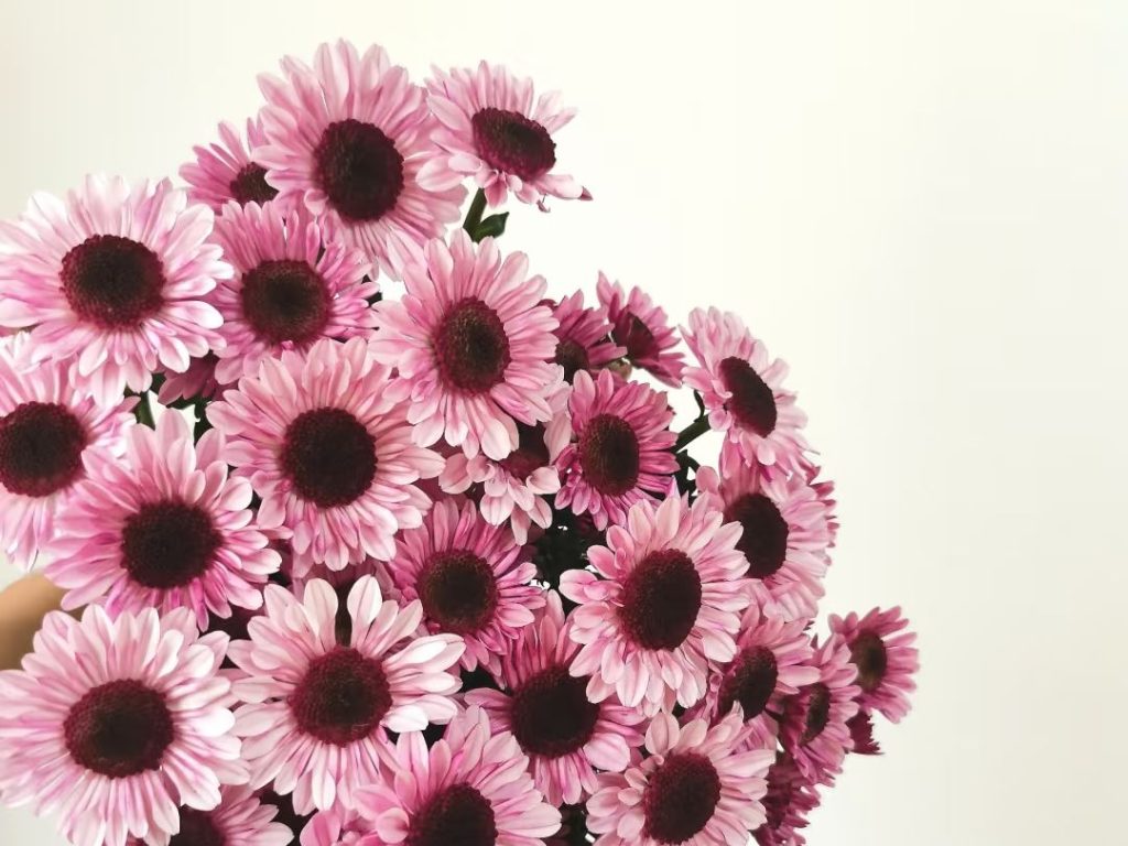 yellow daisy​-22
