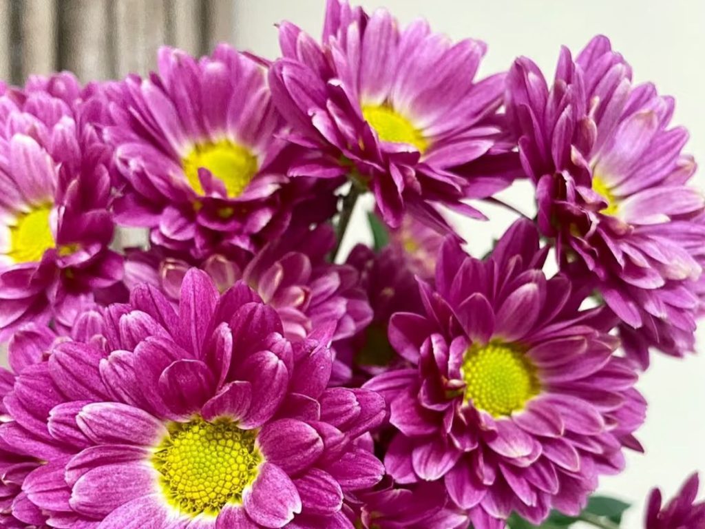 yellow daisy​-24