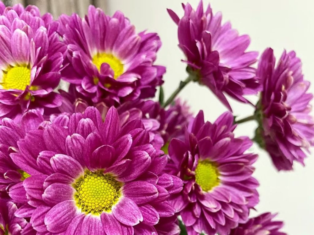 yellow daisy​-25
