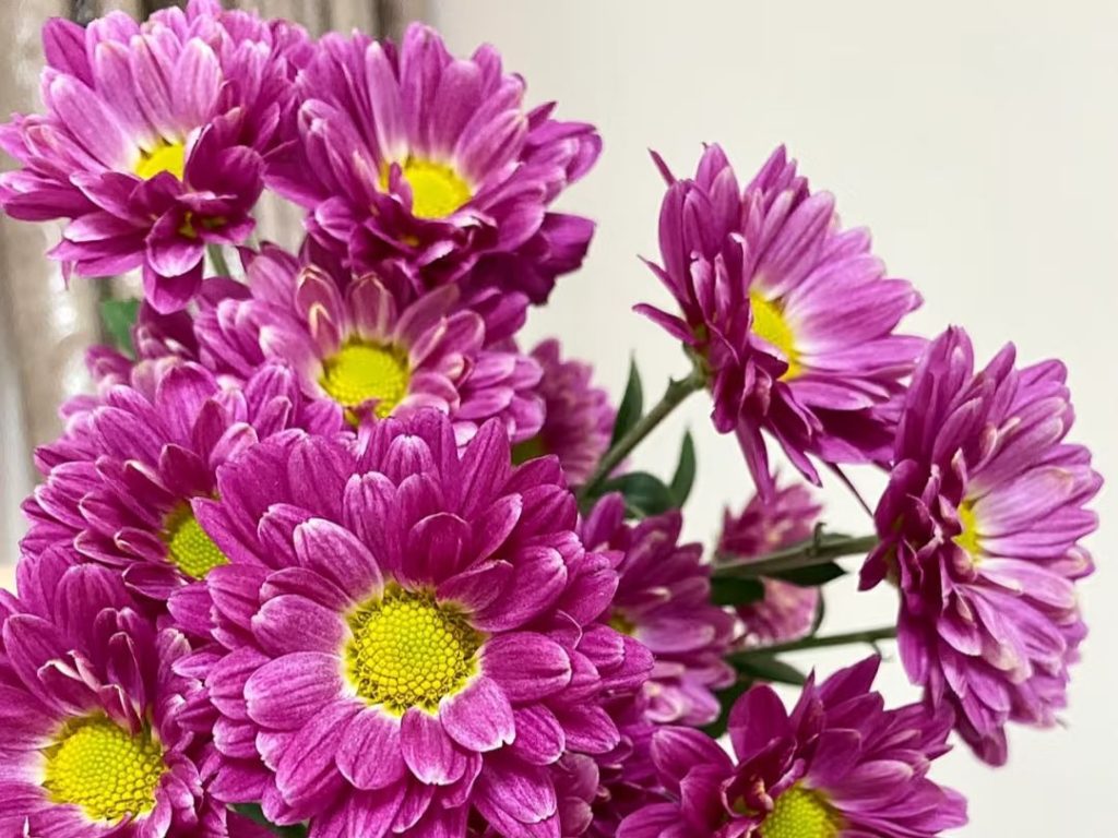 yellow daisy​-26