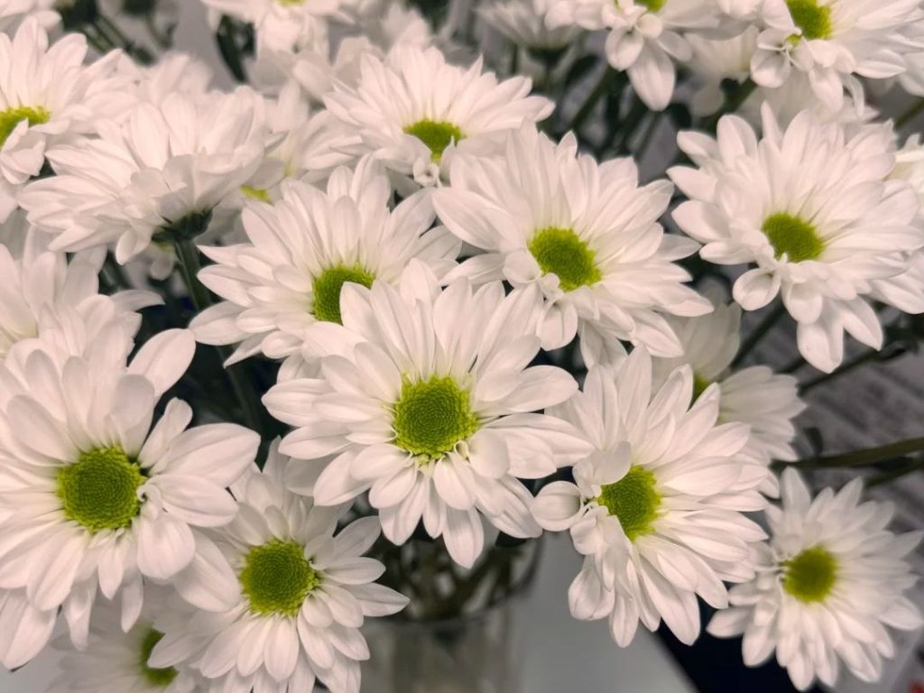 yellow daisy​-27
