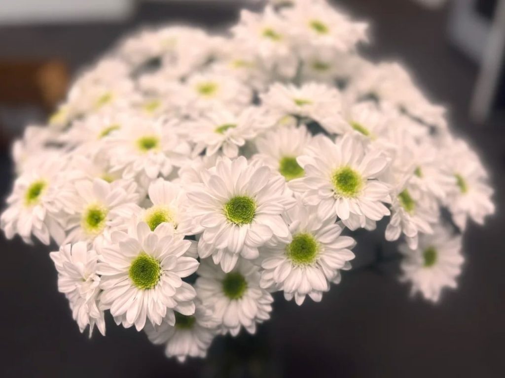 yellow daisy​-28