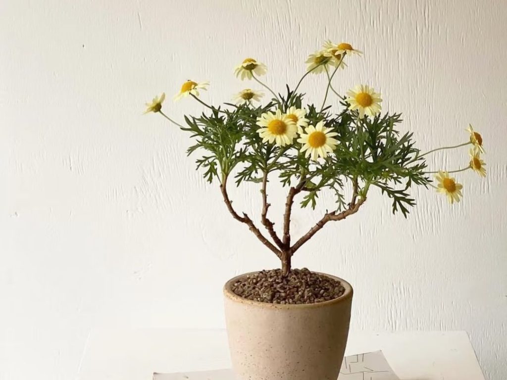 yellow daisy​-3