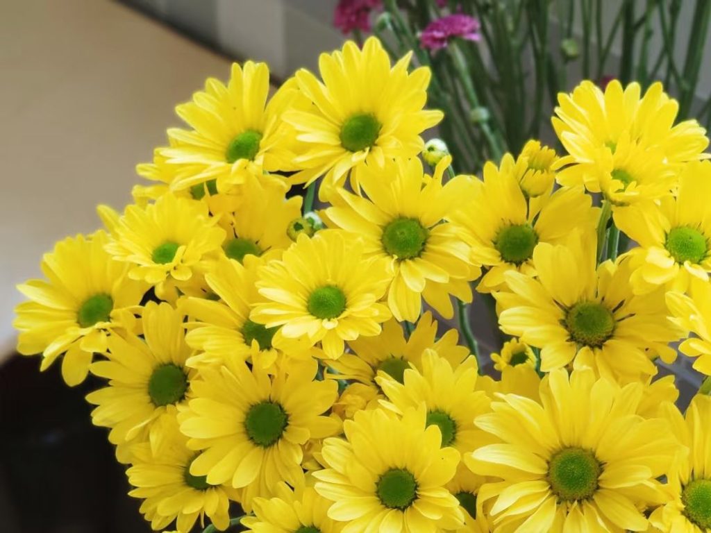 yellow daisy​-7