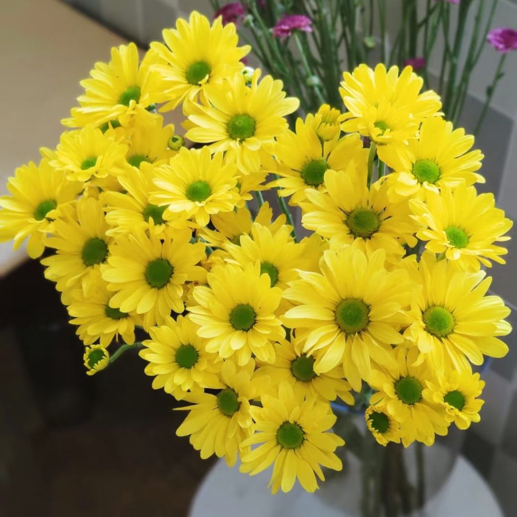 yellow daisy​-8