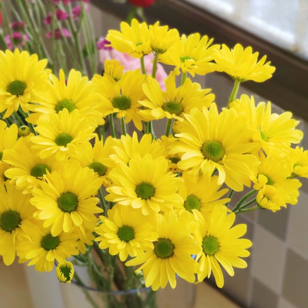 yellow daisy​-9