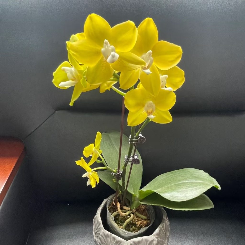 yellow orchid​-1-Phalaenopsis