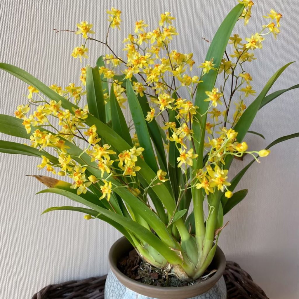 yellow orchid​-10-Oncidium