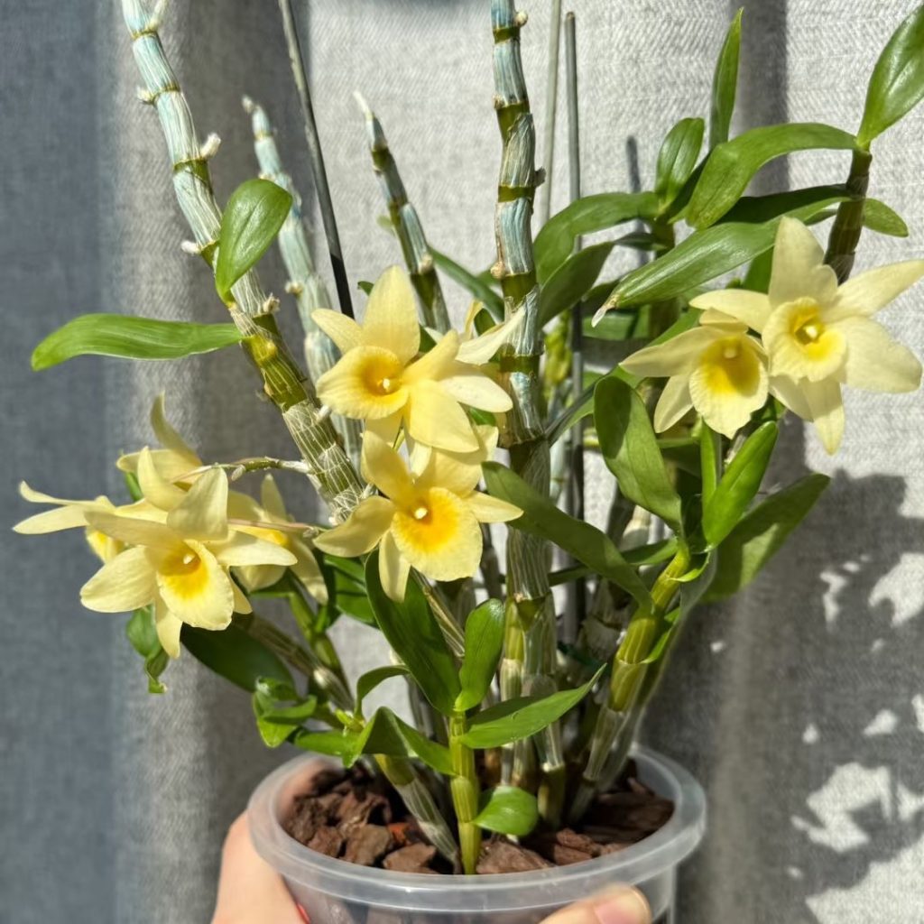 yellow orchid​-11-Dendrobium