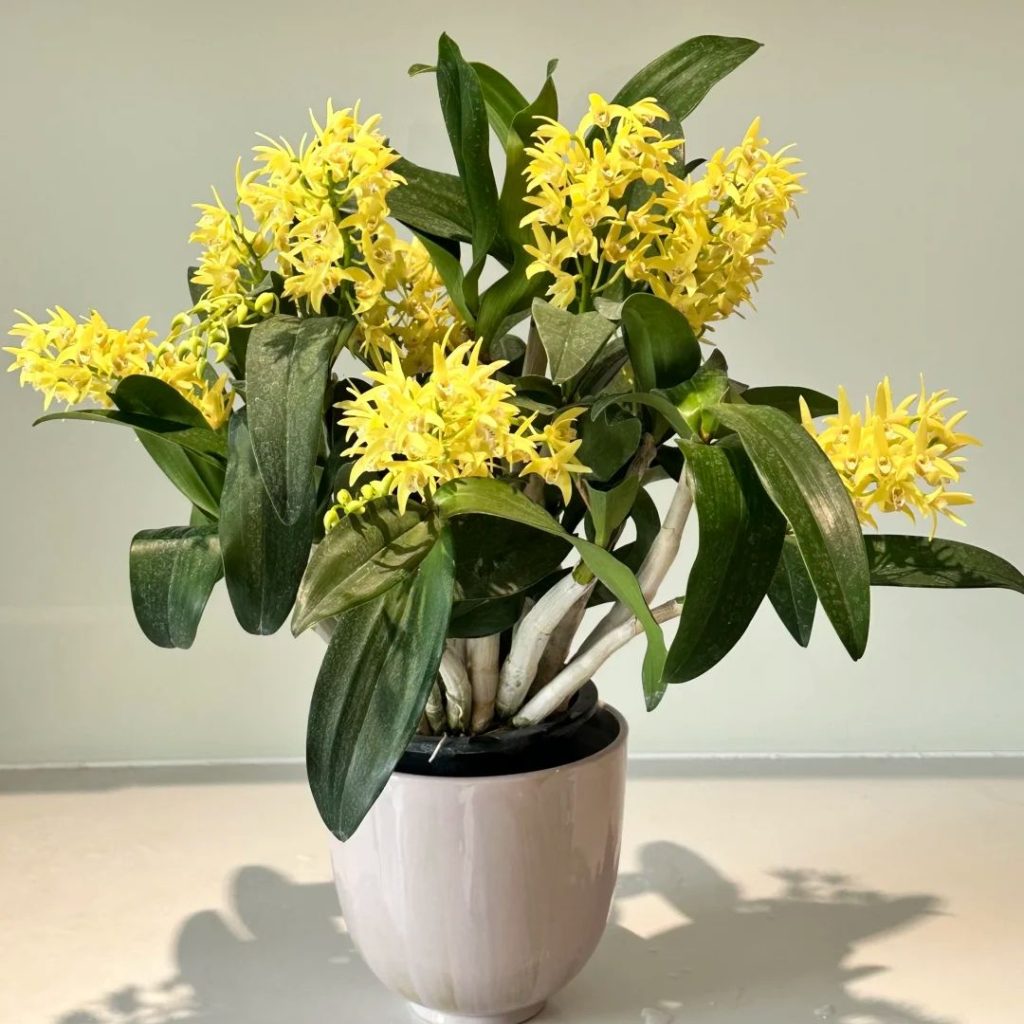 yellow orchid​-14-Dendrobium