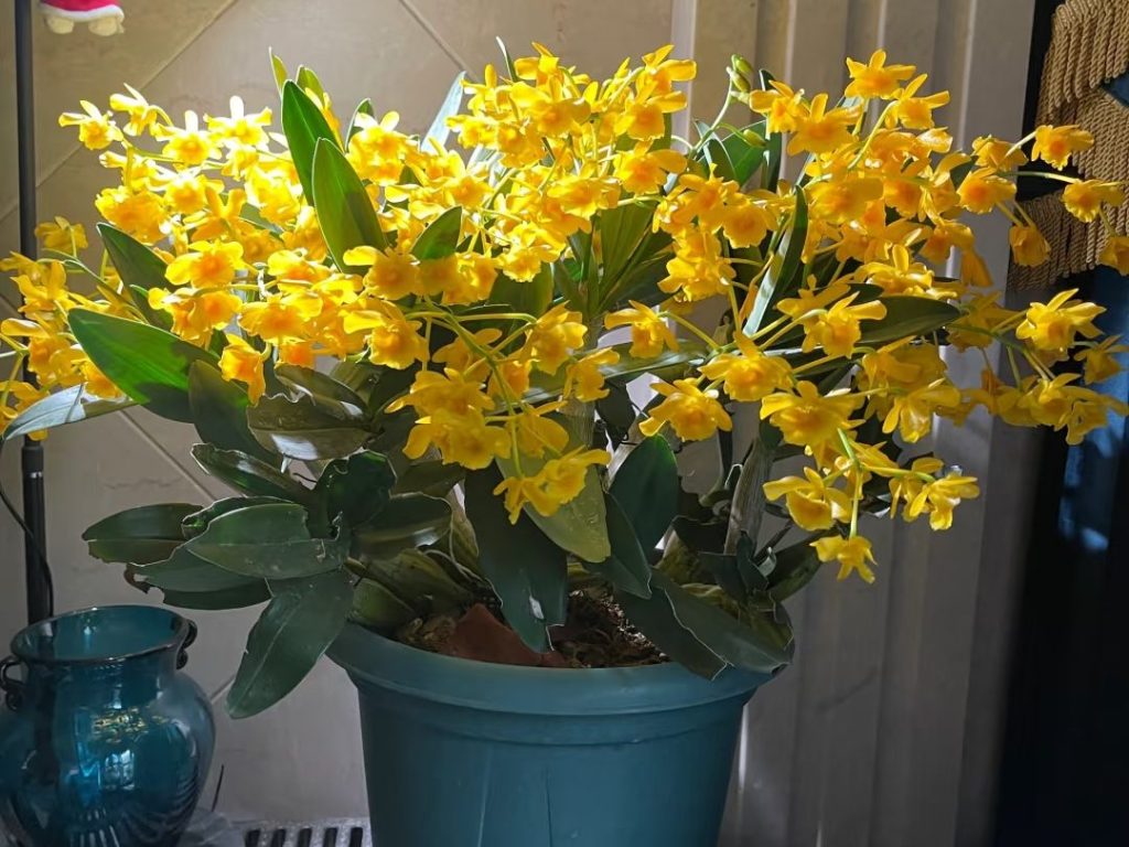 yellow orchid​-15-Dendrobium
