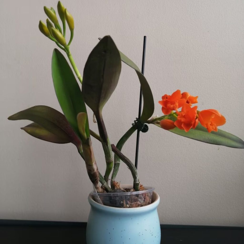 yellow orchid​-17-Cattleya