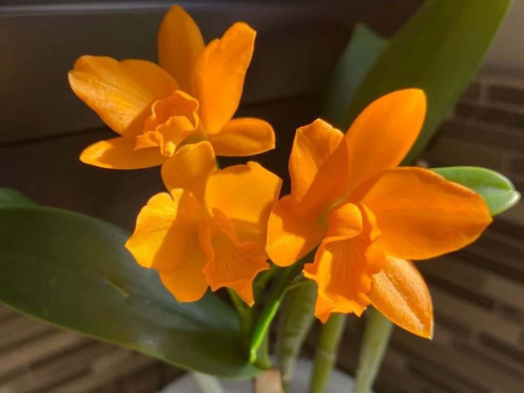 yellow orchid​-18-Cattleya