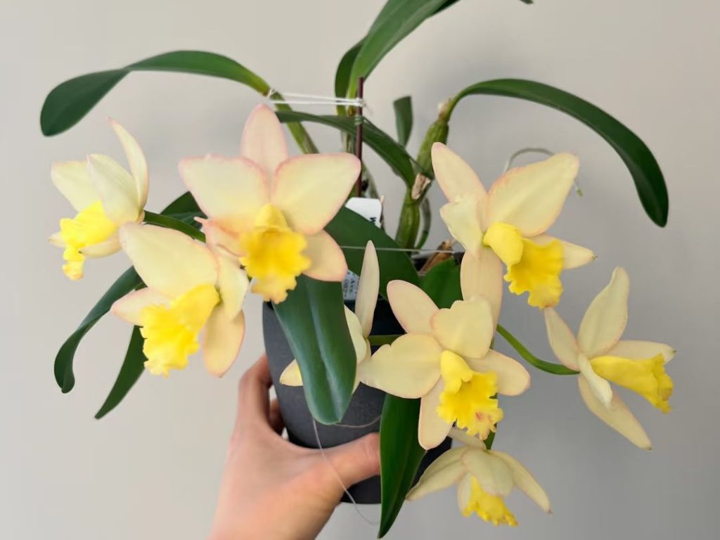 yellow orchid​-19-Cattleya
