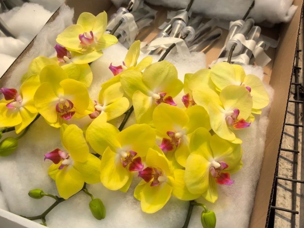 yellow orchid​-2-Phalaenopsis
