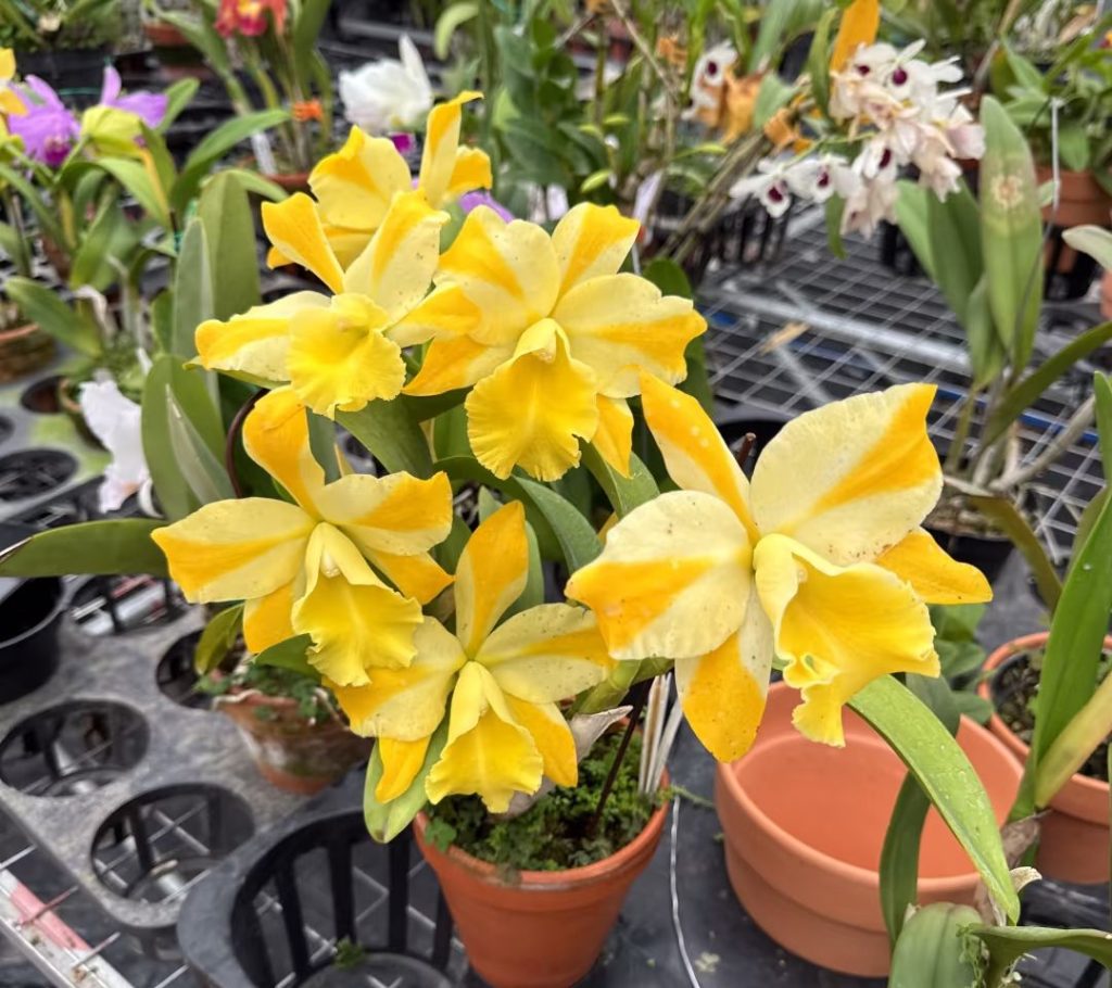 yellow orchid​-20-Cattleya