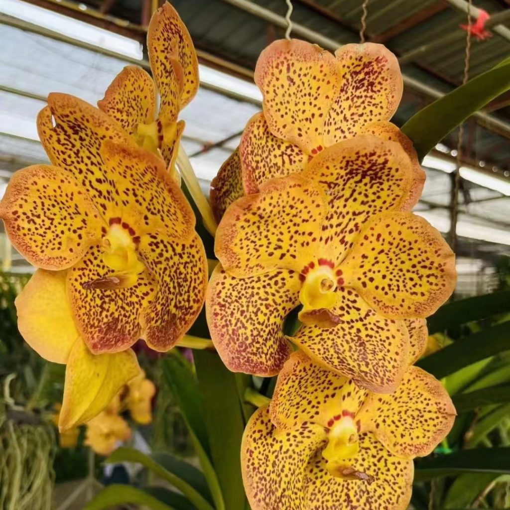 yellow orchid​-21-Vandaceous