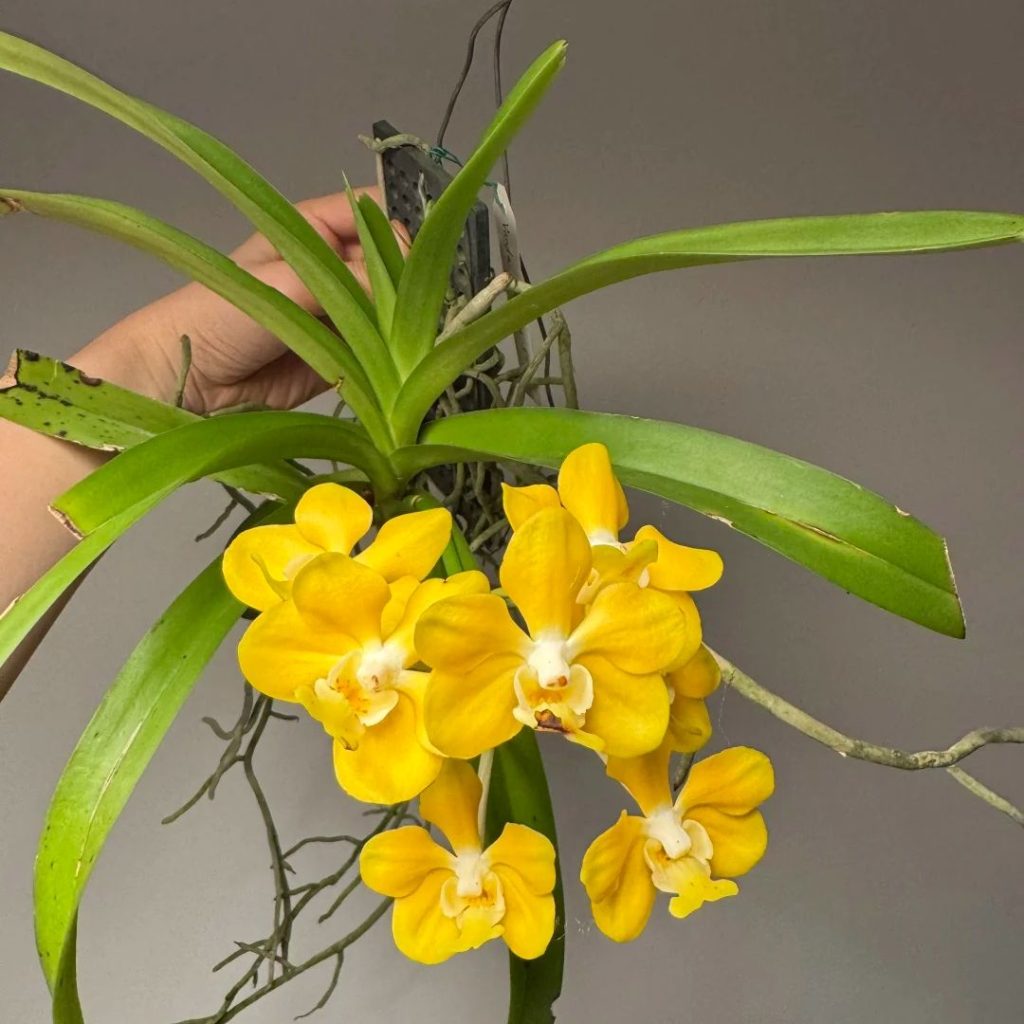 yellow orchid​-22-Vandaceous