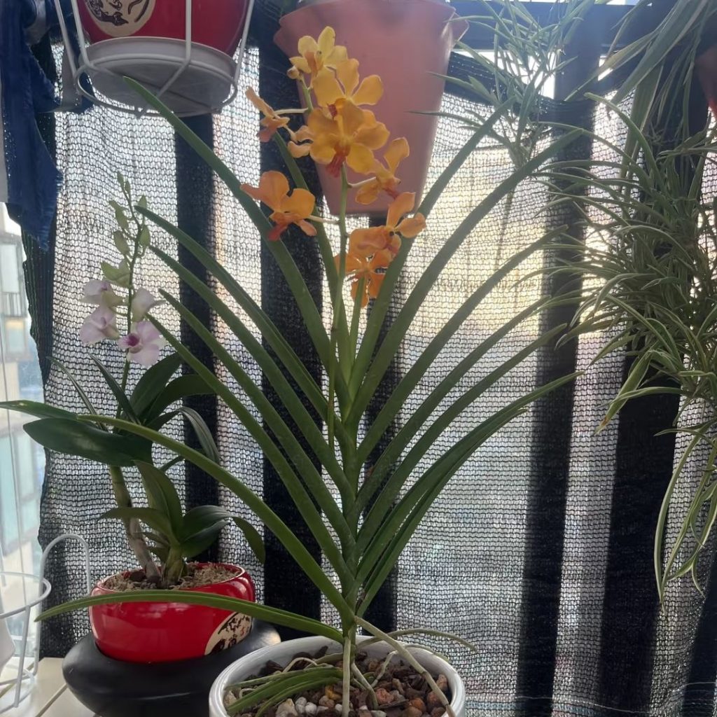 yellow orchid​-23-Vandaceous
