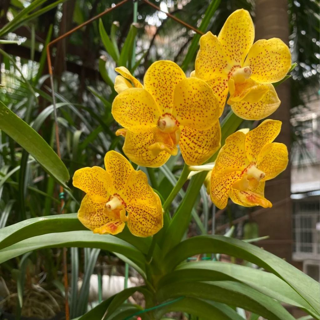 yellow orchid​-24-Vandaceous