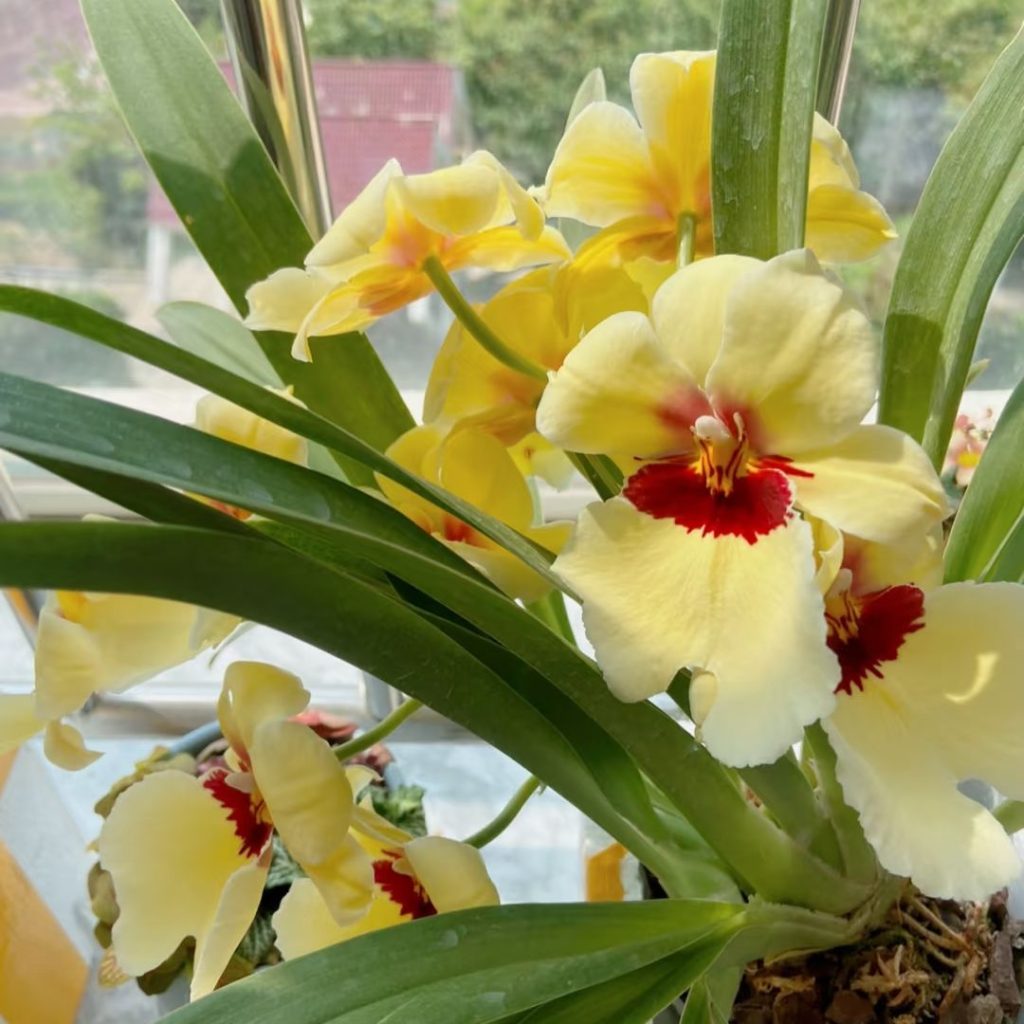 yellow orchid​-27-Miltonia