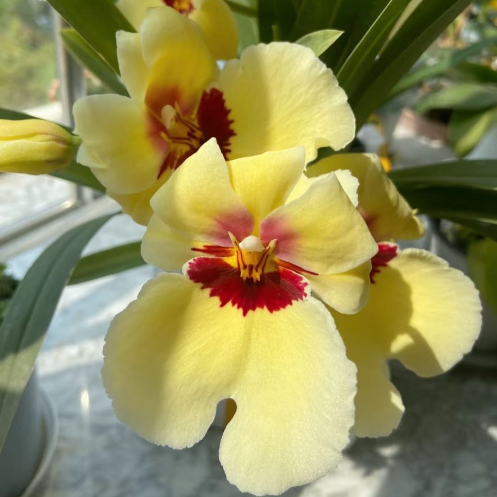 yellow orchid​-28-Miltonia
