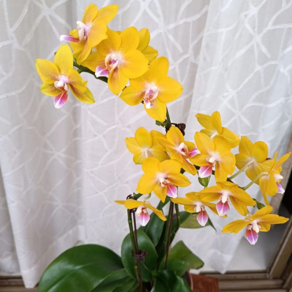 yellow orchid​-3-Phalaenopsis