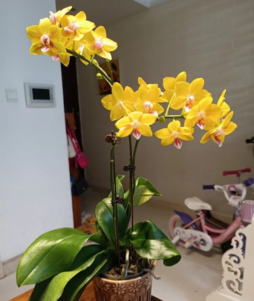 yellow orchid​-5-Phalaenopsis