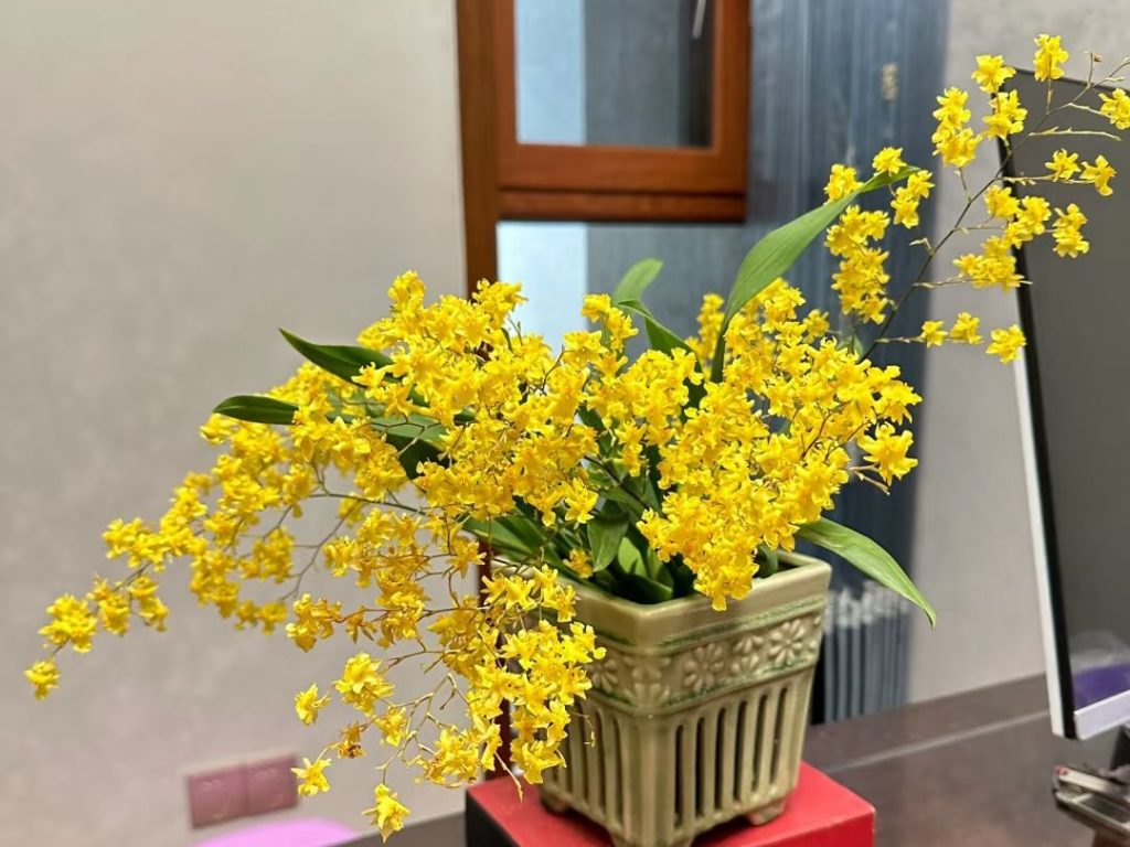 yellow orchid​-6-Oncidium