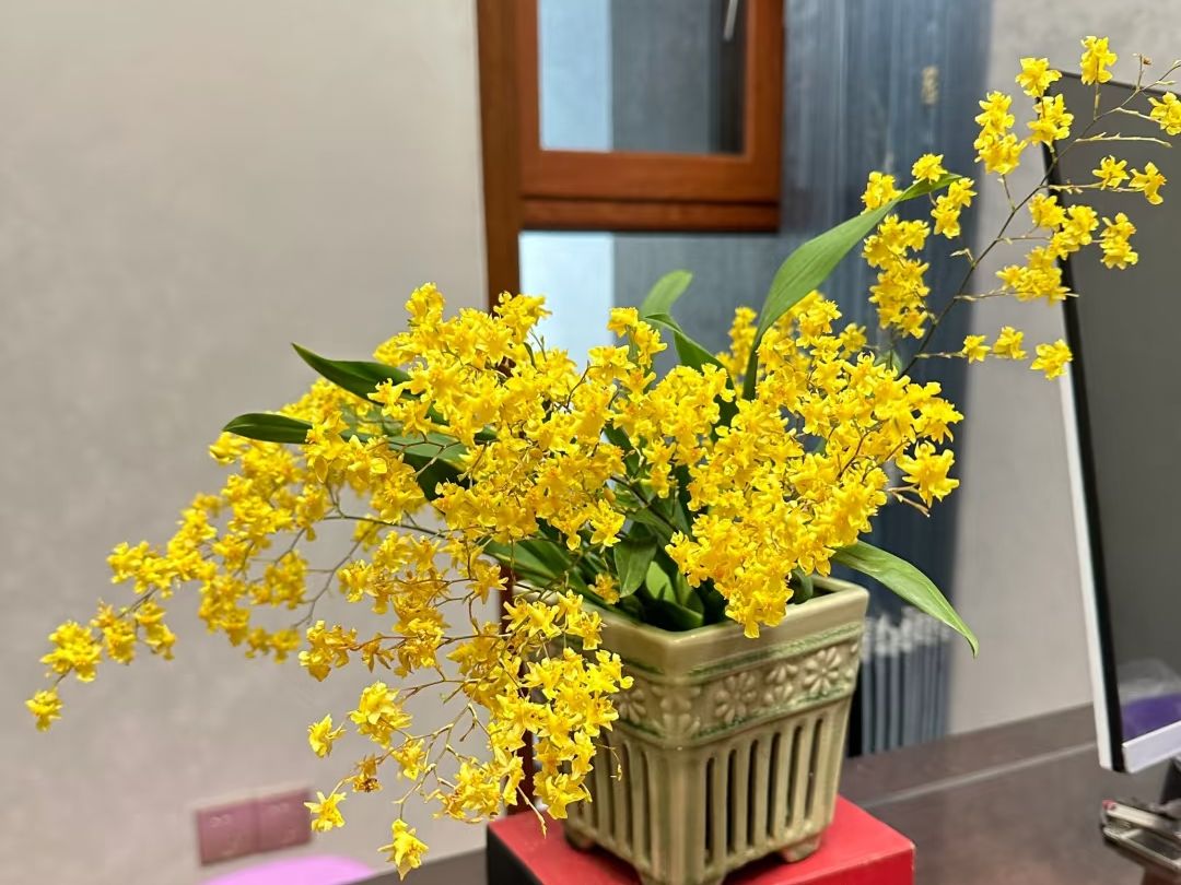 yellow orchid​-6-Oncidium