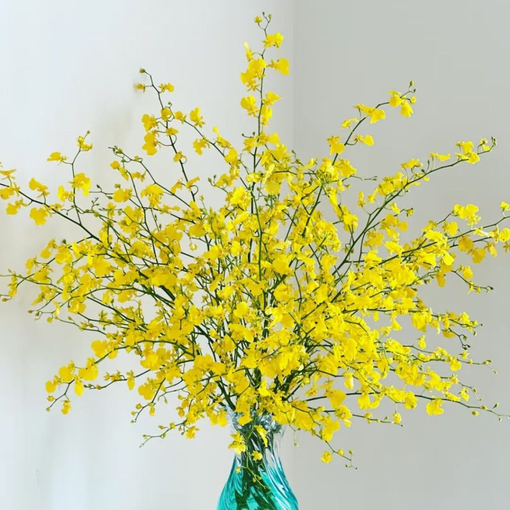 yellow orchid​-7-Oncidium