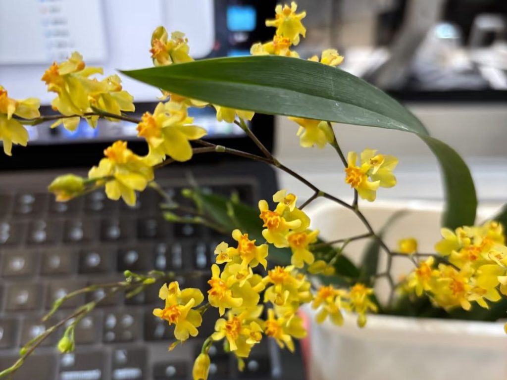 yellow orchid​-8-Oncidium