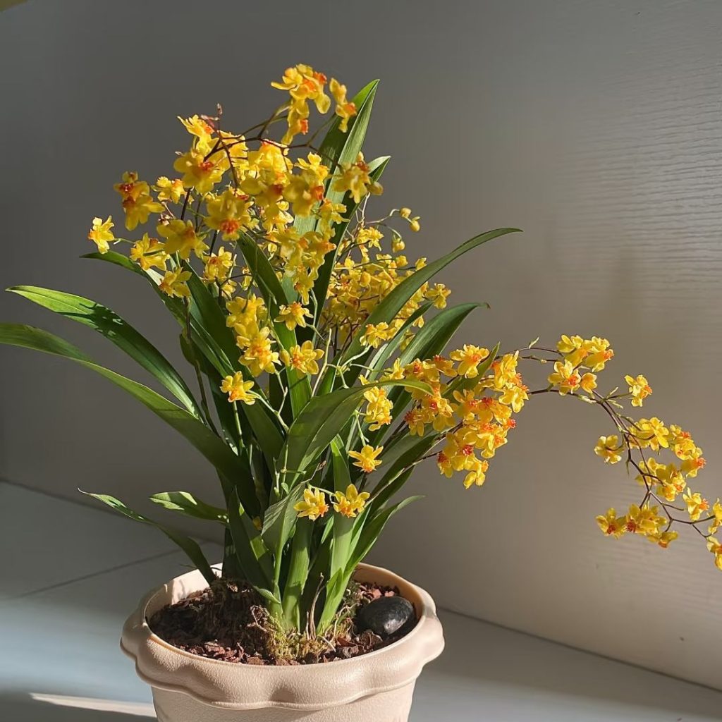 yellow orchid​-9-Oncidium